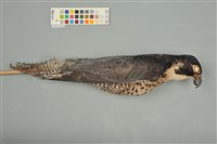 藏品(遊隼)的圖片